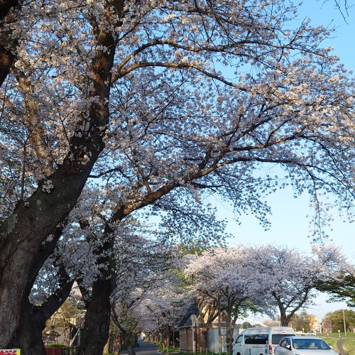 桜並木
